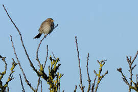 Corn Bunting