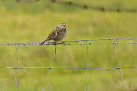 Corn Bunting