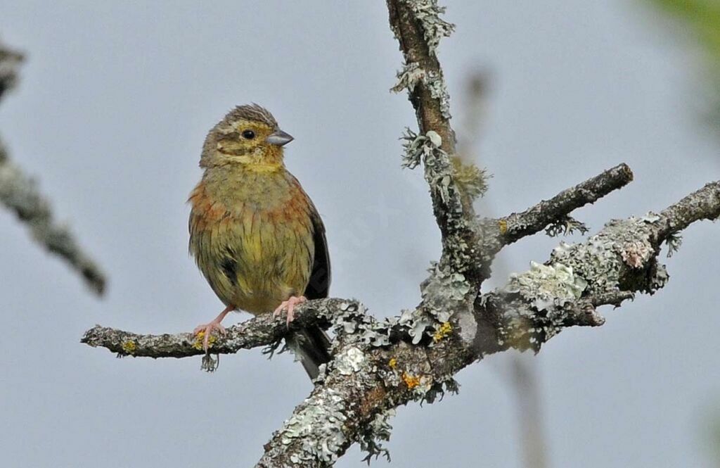 Cirl Bunting female adult breeding