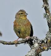 Cirl Bunting