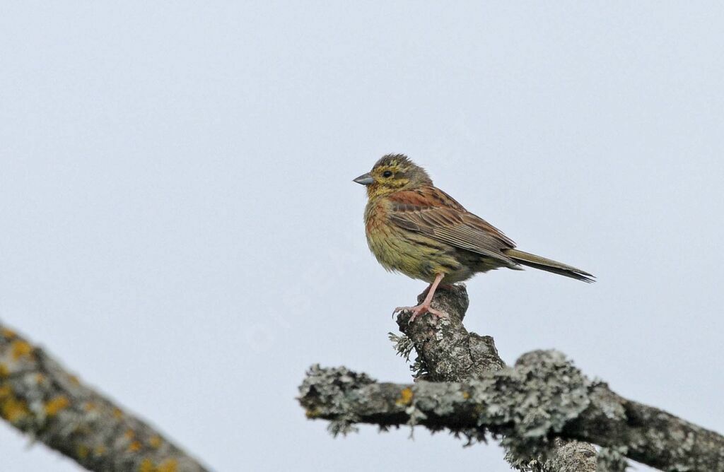 Cirl Bunting female adult breeding