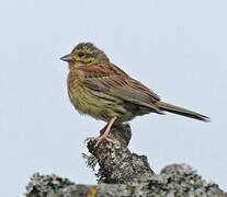 Cirl Bunting