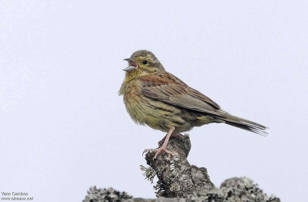 Bruant zizi femelle adulte, identification