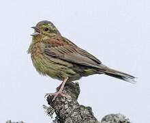 Cirl Bunting