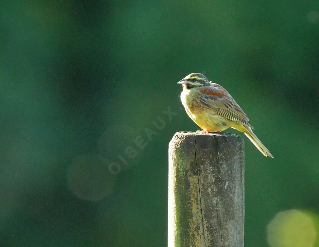 Cirl Bunting