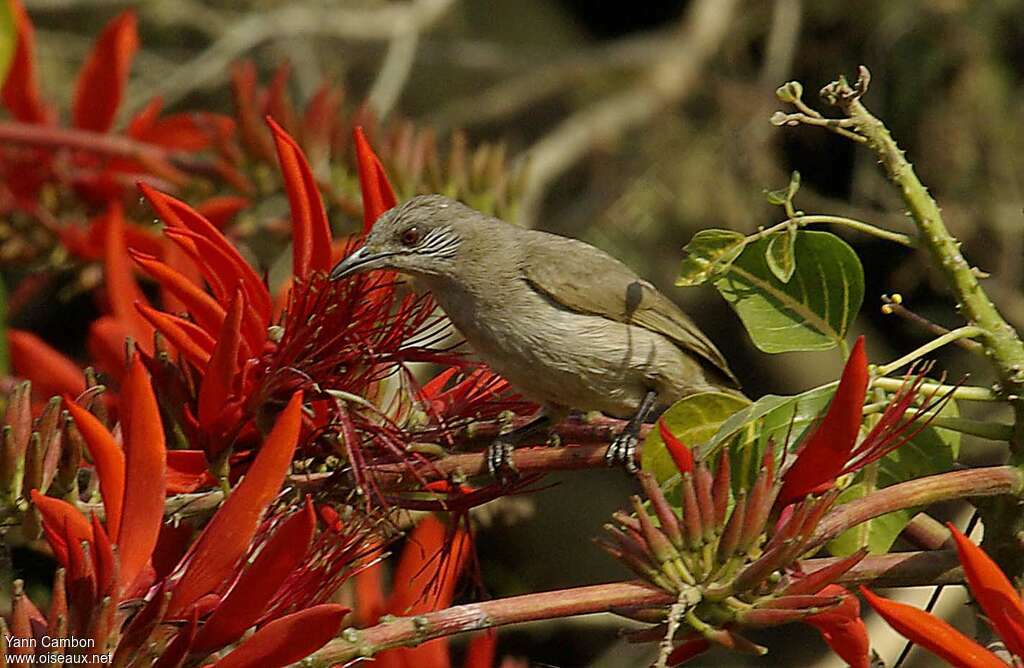 Bulbul de Blanfordadulte