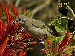 Ayeyarwady Bulbul