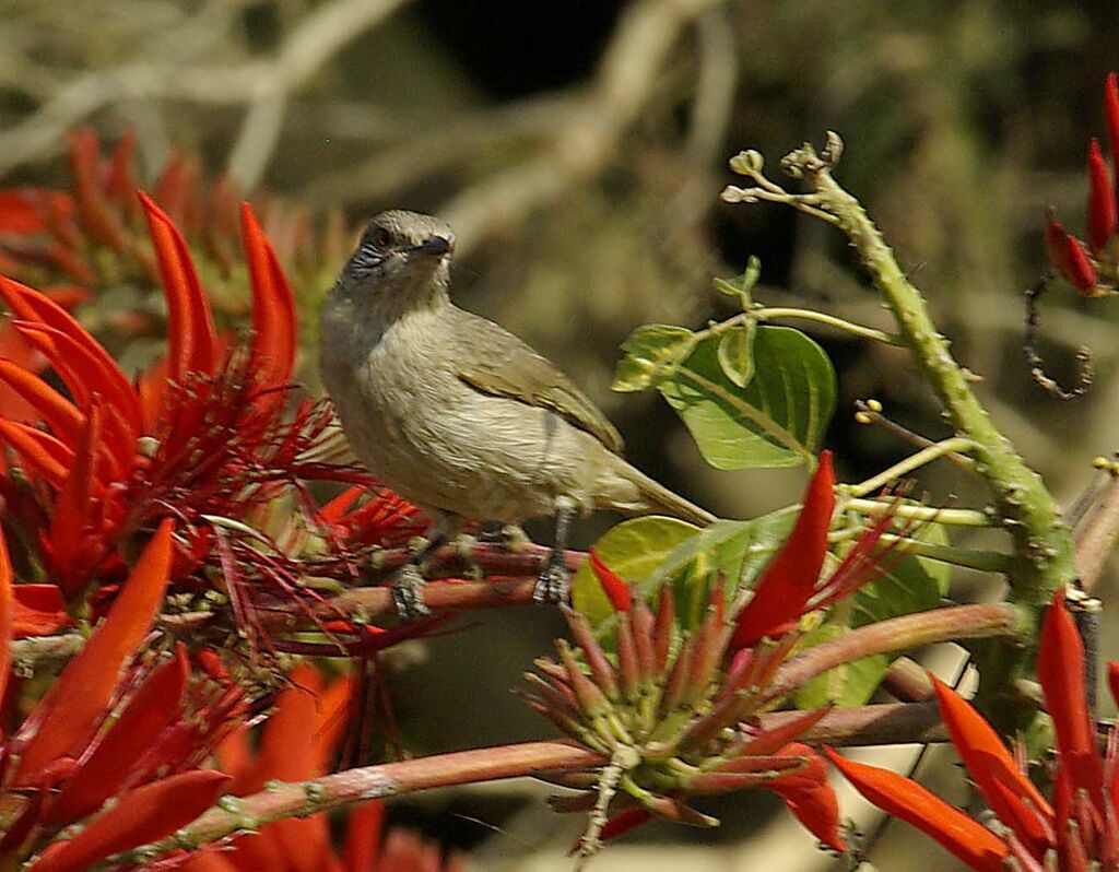 Bulbul de Blanford