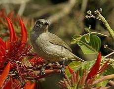 Ayeyarwady Bulbul