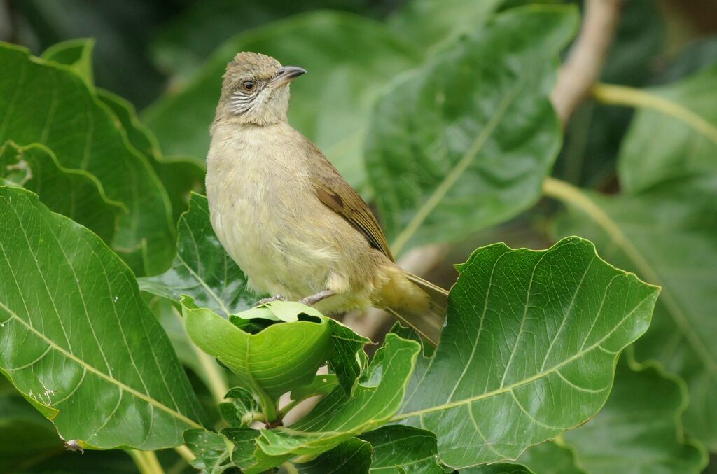 Streak-eared Bulbul