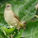 Bulbul de Conrad