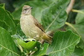 Streak-eared Bulbul