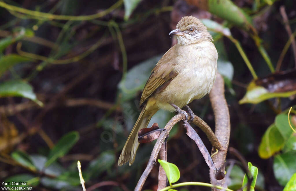 Bulbul de Conradadulte, identification