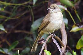 Streak-eared Bulbul