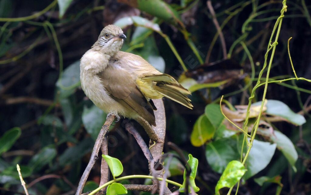 Streak-eared Bulbul