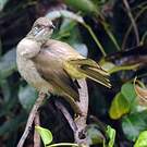 Bulbul de Conrad