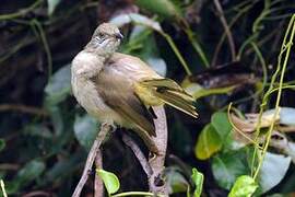 Streak-eared Bulbul