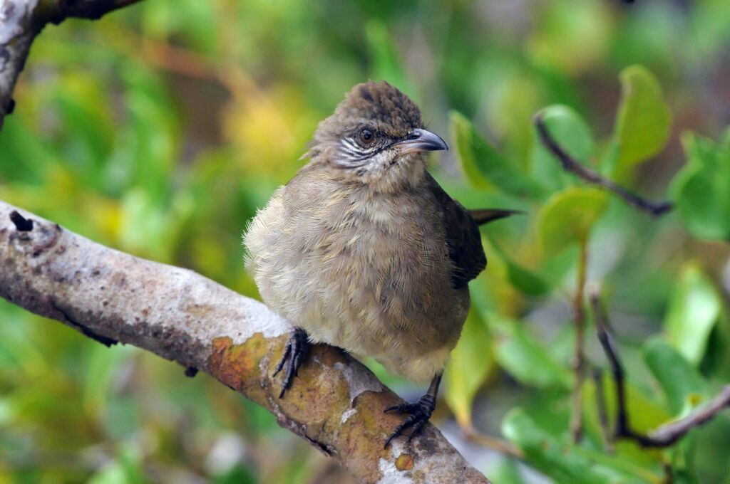 Streak-eared Bulbul