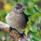 Bulbul de Conrad