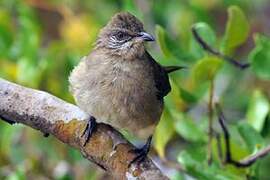 Streak-eared Bulbul