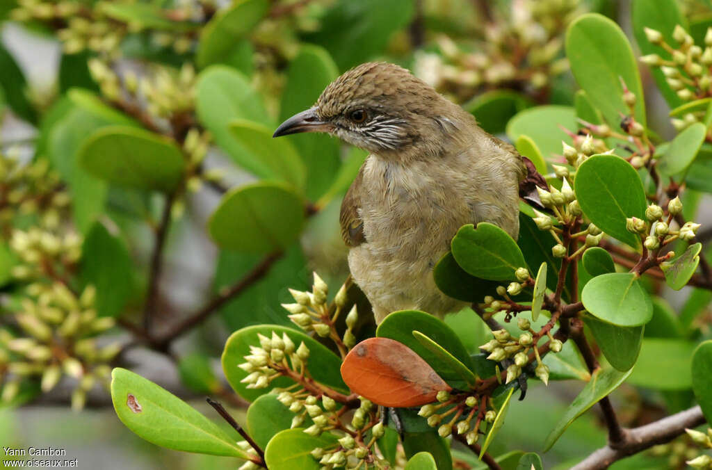 Bulbul de Conradadulte, pêche/chasse