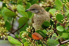 Streak-eared Bulbul