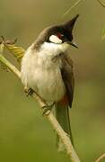 Red-whiskered Bulbul