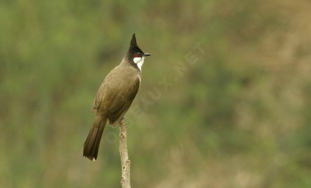 Red-whiskered Bulbul