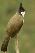 Red-whiskered Bulbul