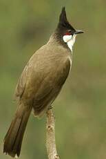 Bulbul orphée