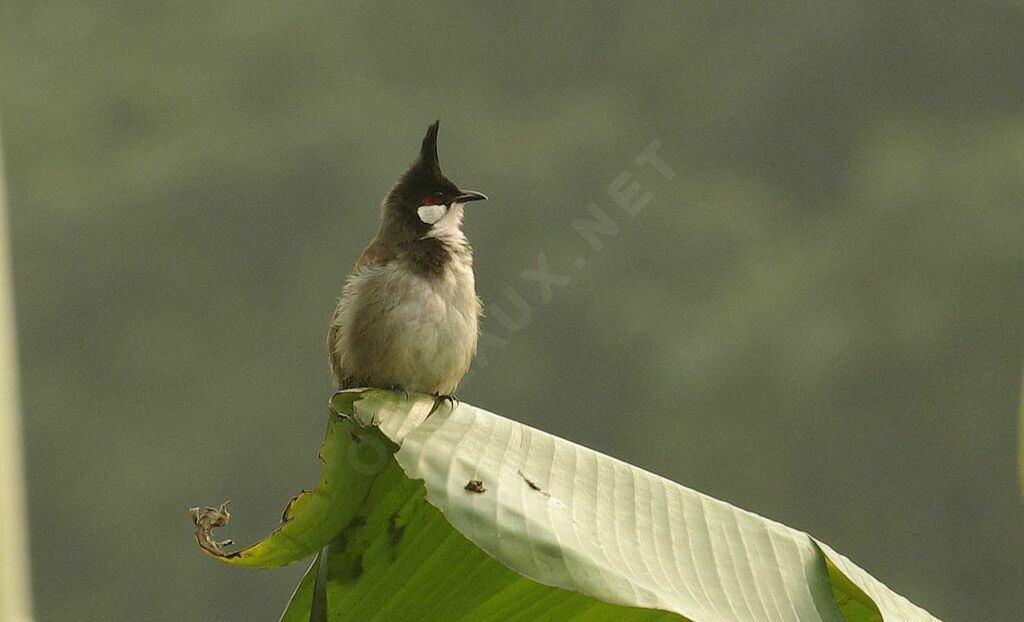 Red-whiskered Bulbul