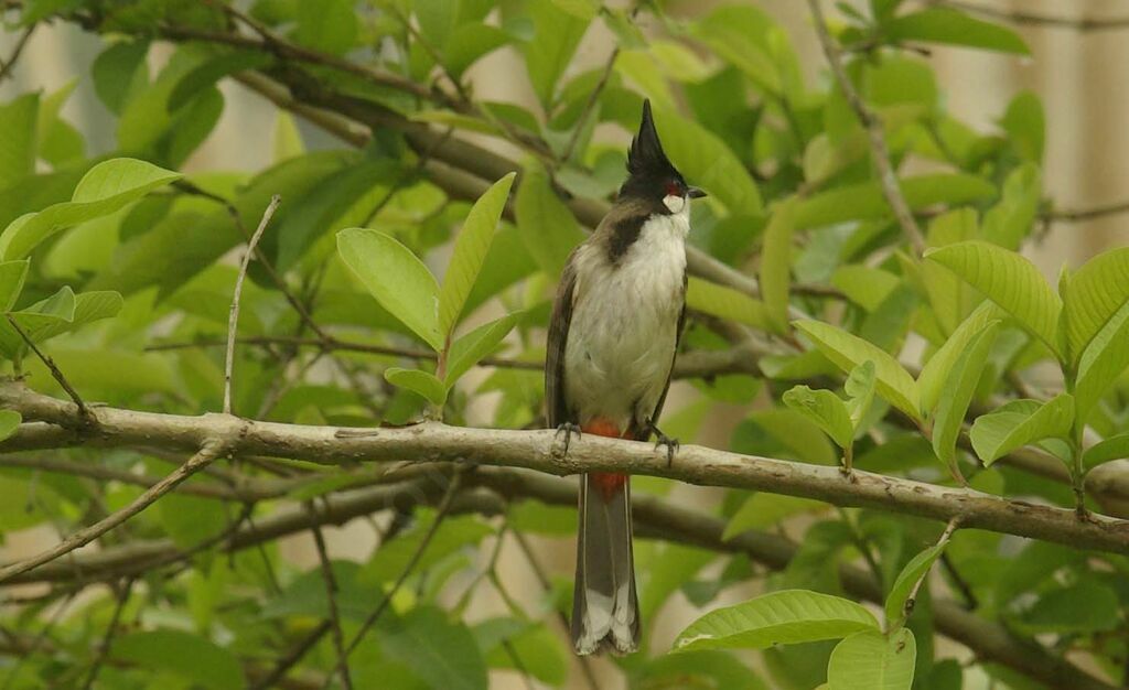 Red-whiskered Bulbul