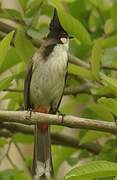 Red-whiskered Bulbul