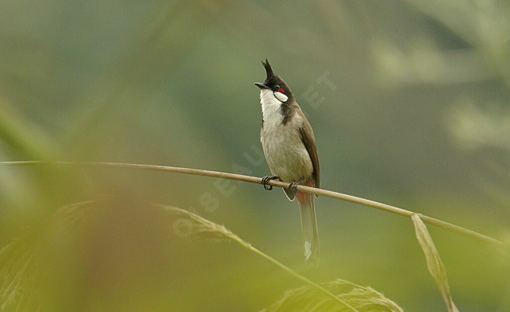 Red-whiskered Bulbul