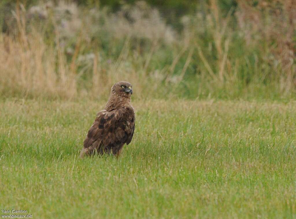 Swamp Harrieradult