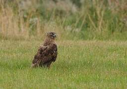 Swamp Harrier