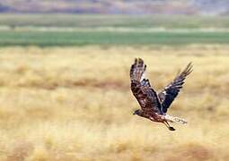 Swamp Harrier