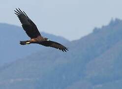 Swamp Harrier