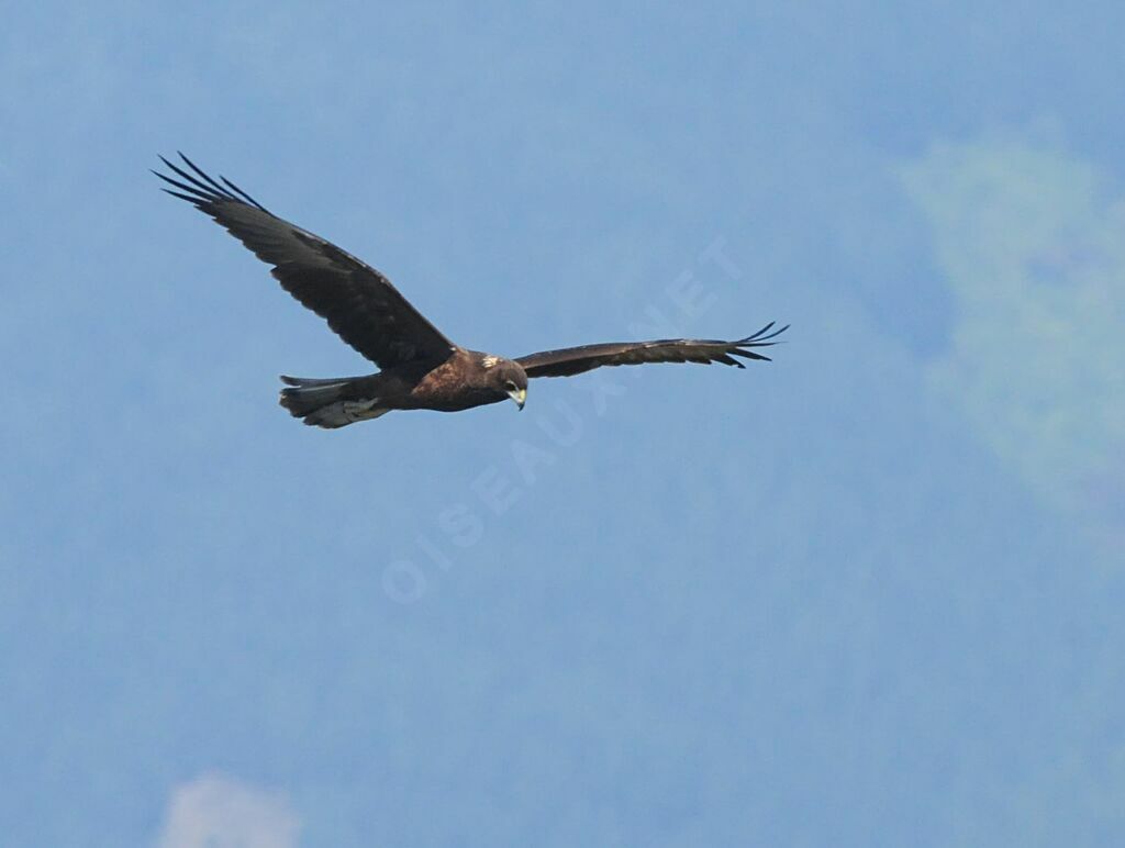 Swamp Harrierimmature