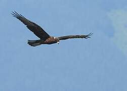 Swamp Harrier