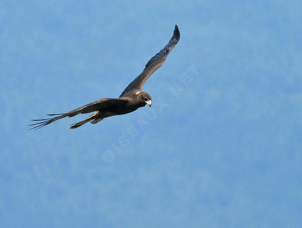 Swamp Harrierimmature