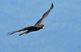 Swamp Harrier