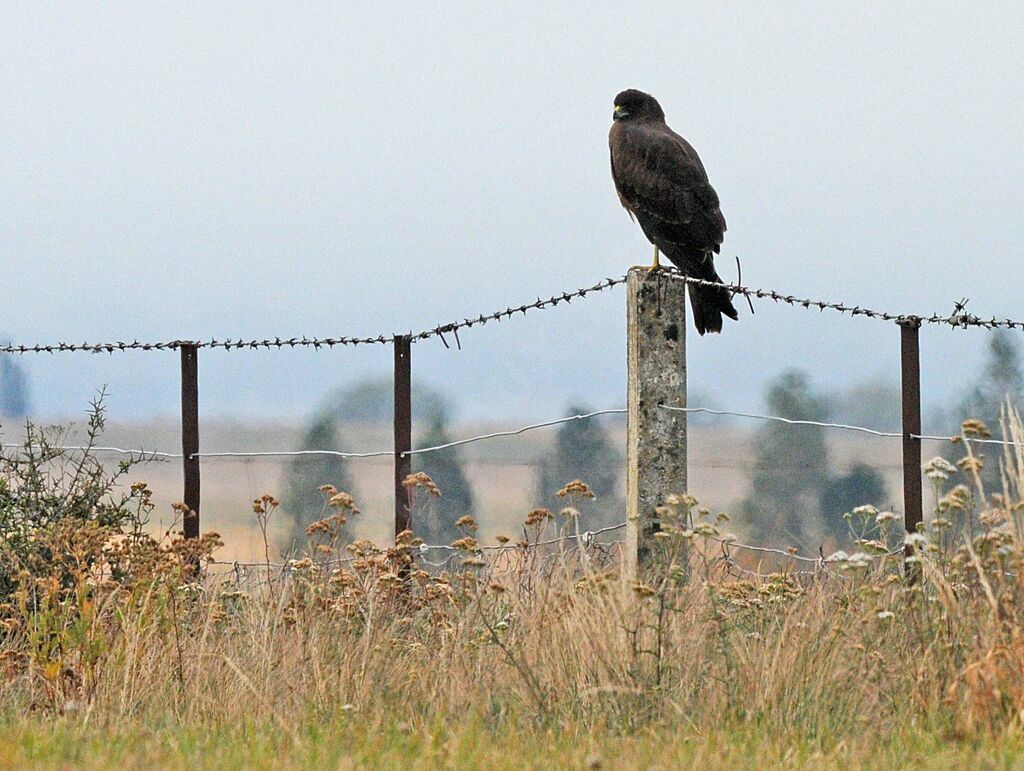 Swamp Harrier