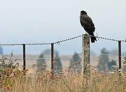 Swamp Harrier