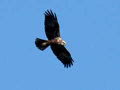 Western Marsh Harrier