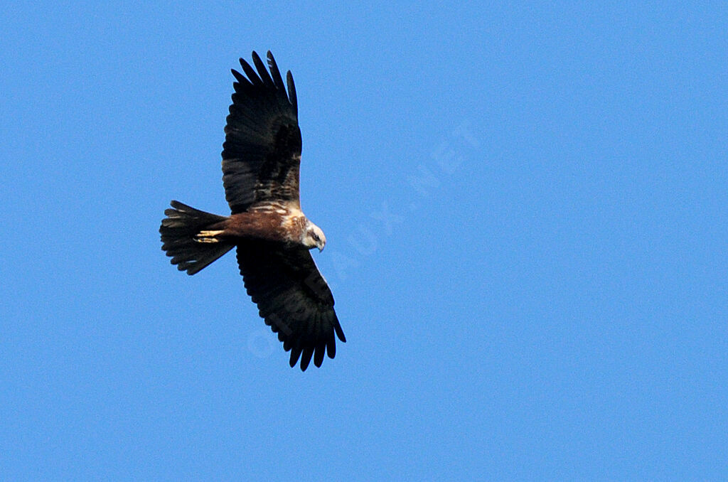 Western Marsh Harrier