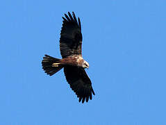 Western Marsh Harrier