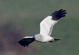 Hen Harrier