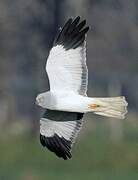 Hen Harrier