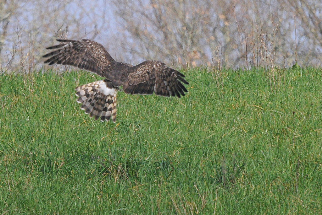 Hen Harrier female adult